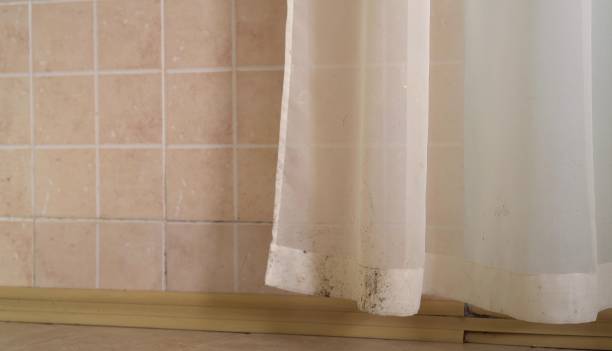 Professional Mold Removal in Bernalillo, NM