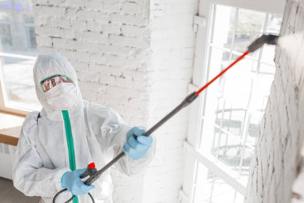 Best Attic Mold Removal  in Bernalillo, NM