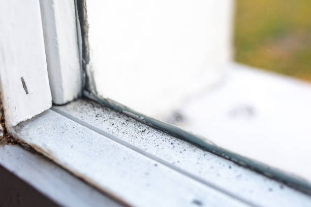 Best Mold Prevention Services  in Bernalillo, NM