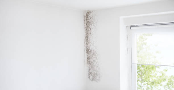 Best Air Quality Testing for Mold Spores  in Bernalillo, NM