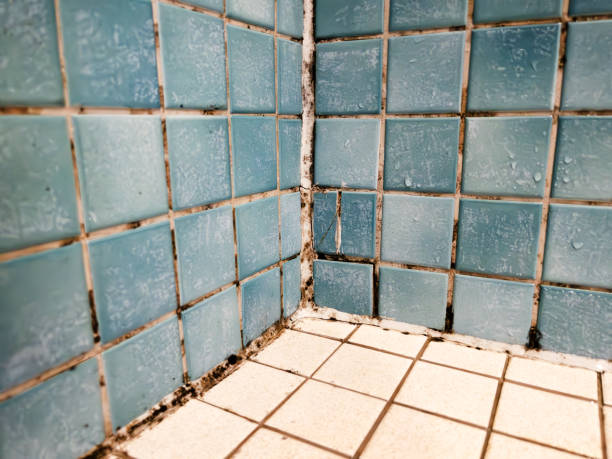 Mold Remediation for Rental Properties in Bernalillo, NM