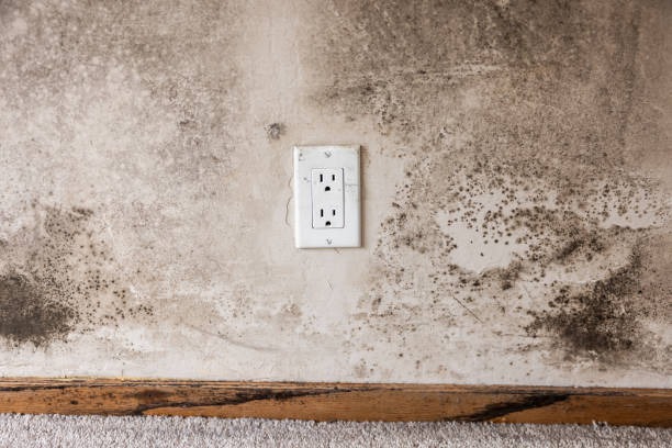 Best Asbestos and Lead Testing During Mold Inspection  in Bernalillo, NM