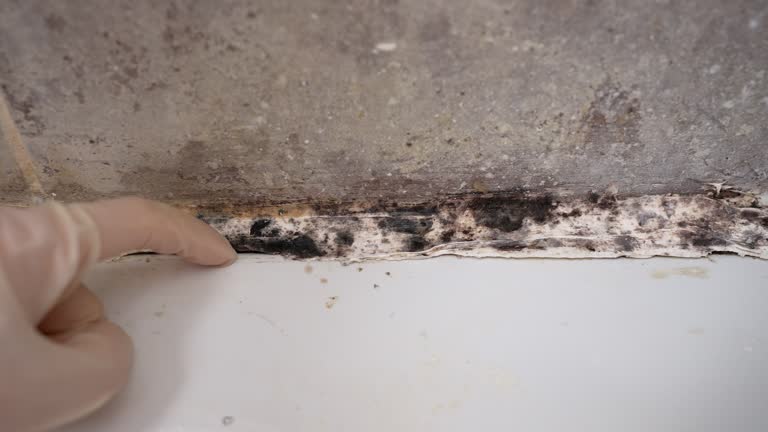 Best Post-Remediation Verification Testing  in Bernalillo, NM
